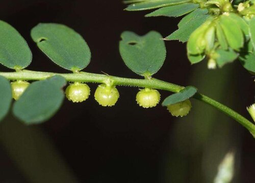 叶下珠和含羞草的区别