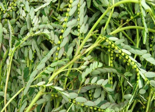 叶下珠和含羞草的区别