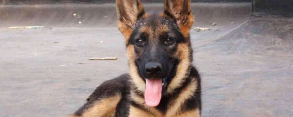 德牧可以养在城市吗