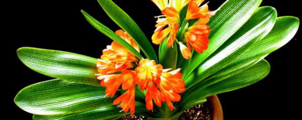 卧室内适合养殖什么植物