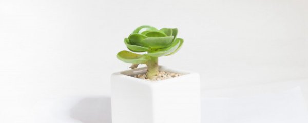 床头靠墙可以放什么植物