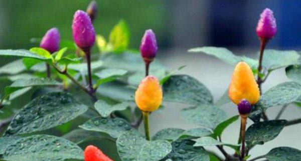 盆栽七彩椒怎么养更好