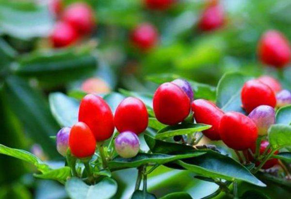 盆栽七彩椒怎么养更好