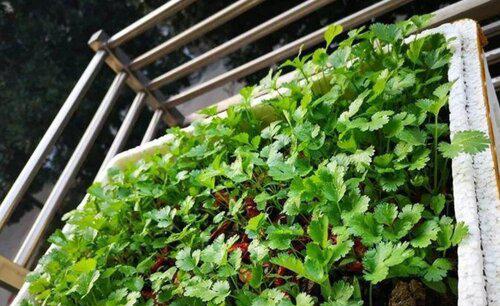 盆栽七彩椒怎么养更好