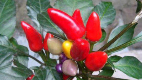 盆栽七彩椒怎么养更好