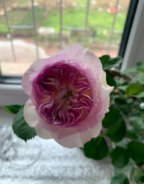 蓝月石月季有什么特点和优点