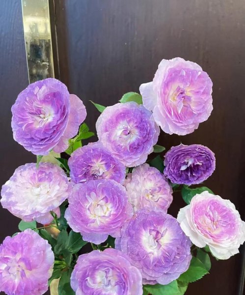 蓝月石月季有什么特点和优点