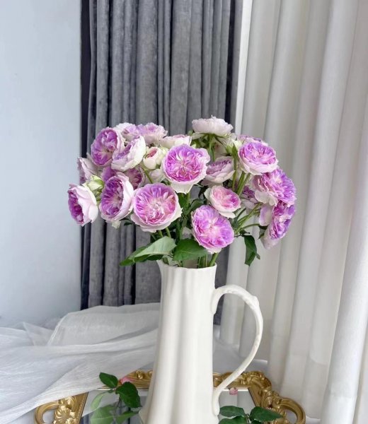 蓝月石月季有什么特点和优点