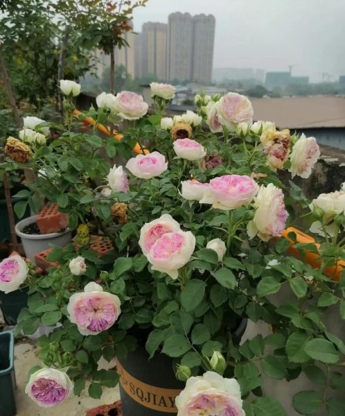 蓝月石月季有什么特点和优点