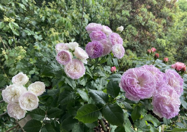 蓝月石月季有什么特点和优点