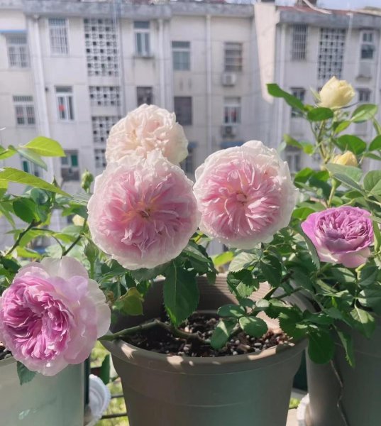 蓝月石月季有什么特点和优点