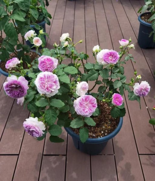 蓝月石月季有什么特点和优点