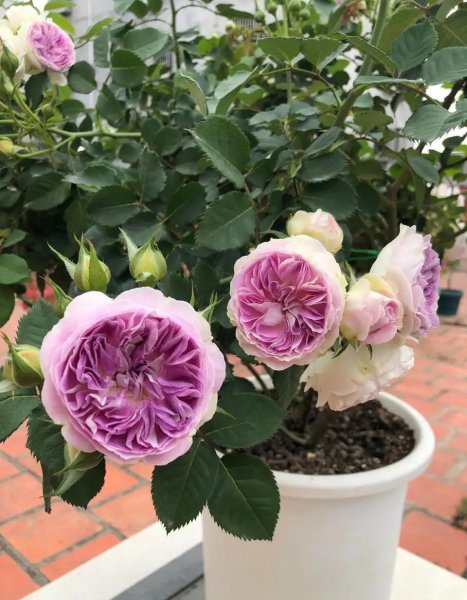 蓝月石月季有什么特点和优点