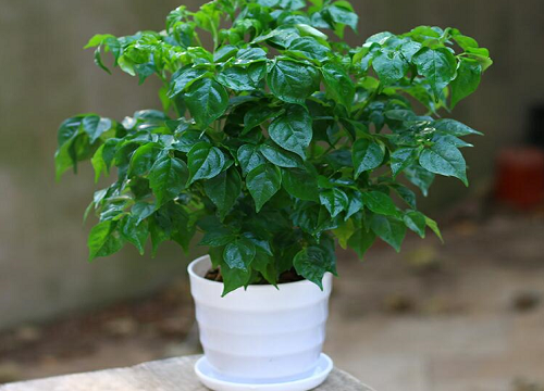 平安树冬天怎么养