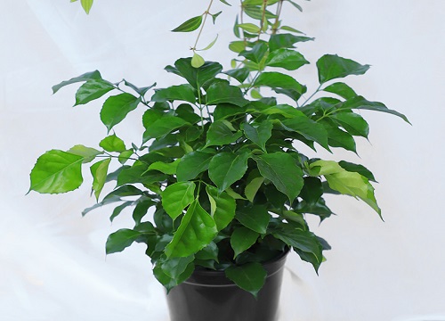 平安树冬天怎么养