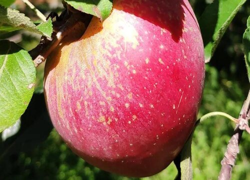 云南昭通苹果几月成熟上市