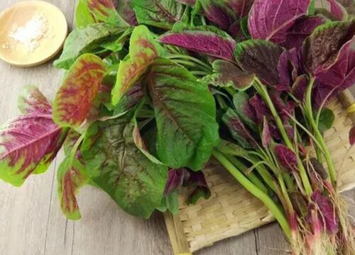 红汗菜的功效与作用