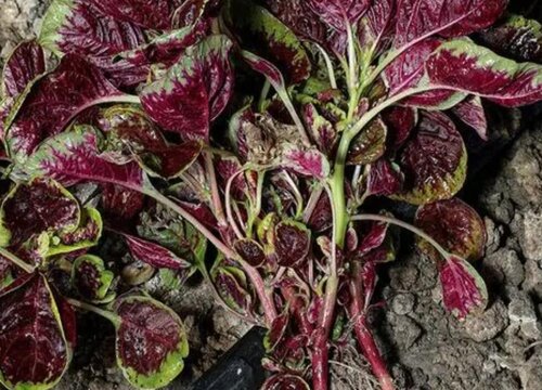 红汗菜的功效与作用