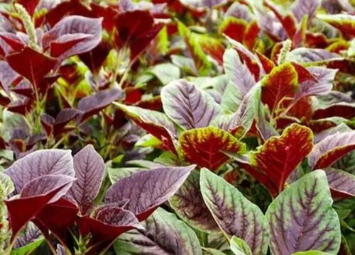 红汗菜的功效与作用