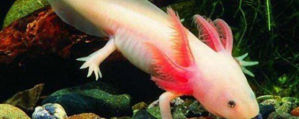 六角龙鱼是两栖动物吗