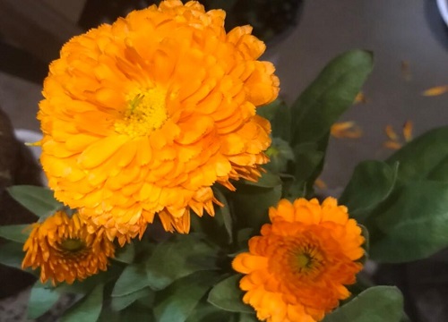 金盏菊什么时候开花