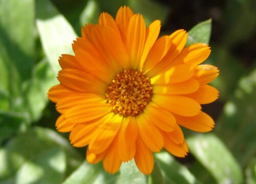 金盏菊什么时候开花