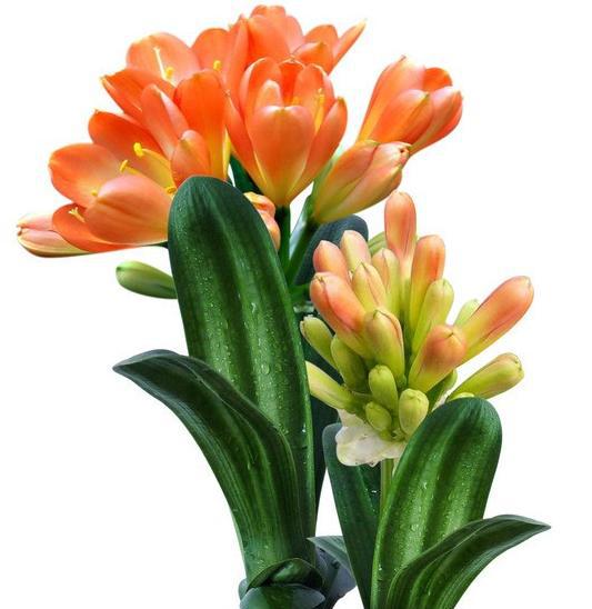 磷酸二氢钾浇兰花怎样兑水