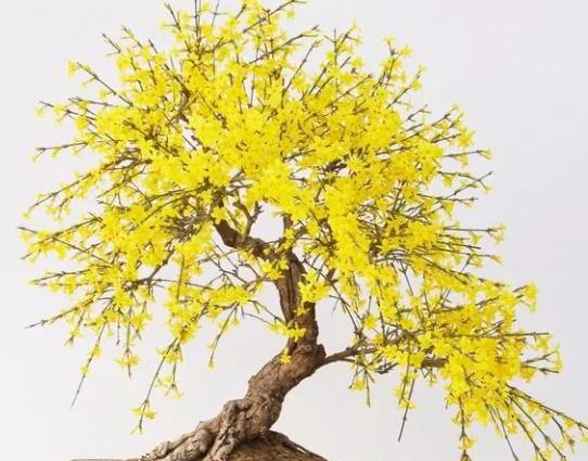 磷酸二氢钾浇兰花怎样兑水