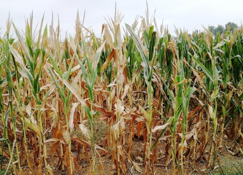 强硕68玉米品种介绍