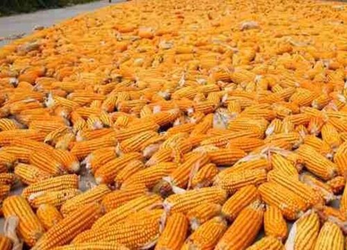 强硕68玉米品种介绍