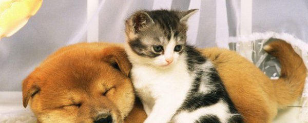 如何分辨猫条的好坏