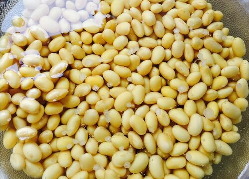 烂黄豆可以做肥料吗