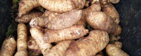 新鲜天麻怎么保存方法