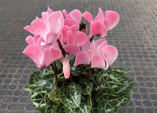 仙客来冬天怎么养才能安全过冬