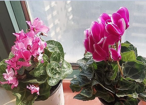 仙客来冬天怎么养才能安全过冬