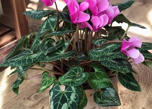 仙客来冬天怎么养才能安全过冬