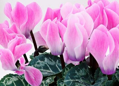 仙客来冬天怎么养才能安全过冬