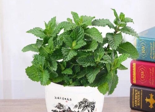 罗勒可以水培吗