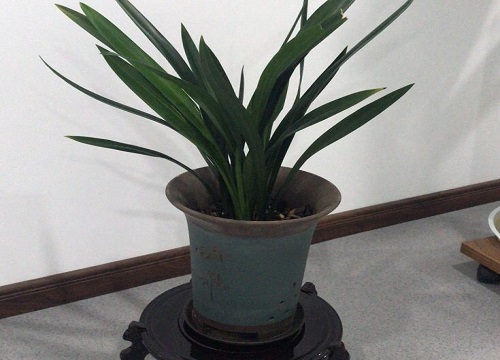 墨兰叶子发黄是什么原因