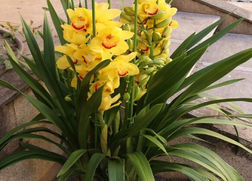 墨兰叶子发黄是什么原因