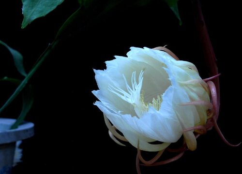 家里养昙花禁忌讲究