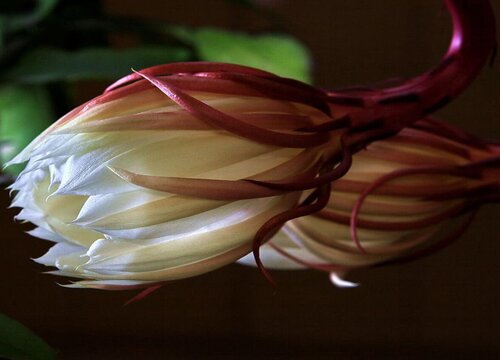 家里养昙花禁忌讲究