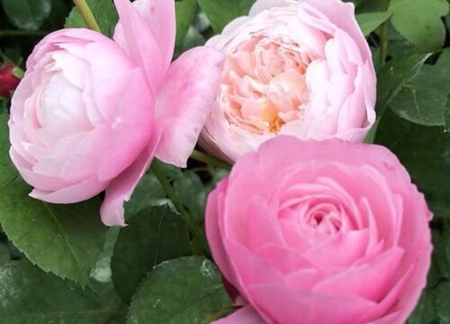 羽毛月季优缺点