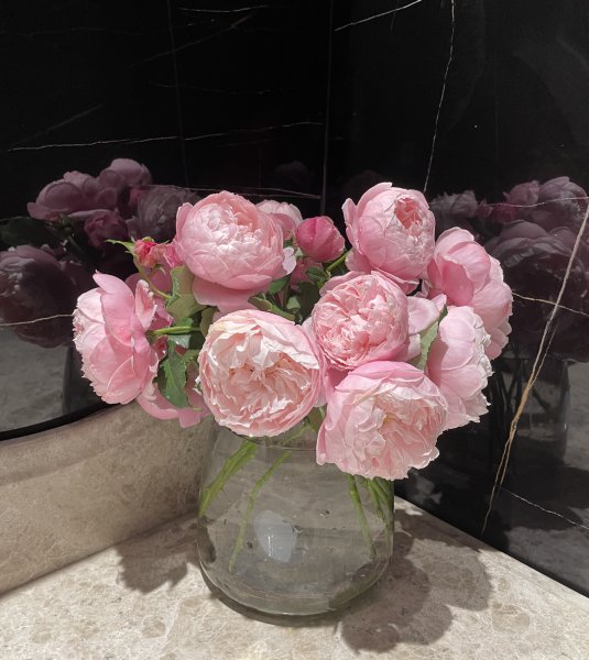 羽毛月季优缺点