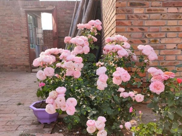 羽毛月季优缺点