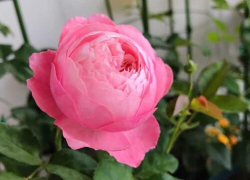 羽毛月季优缺点