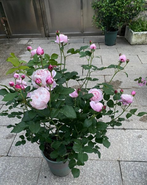 羽毛月季优缺点