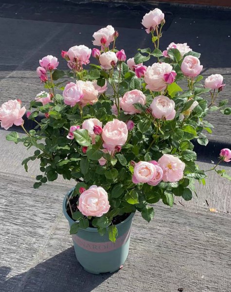 羽毛月季优缺点