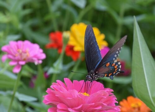 百日草播种后多久开花