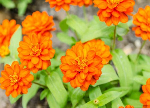 百日草播种后多久开花